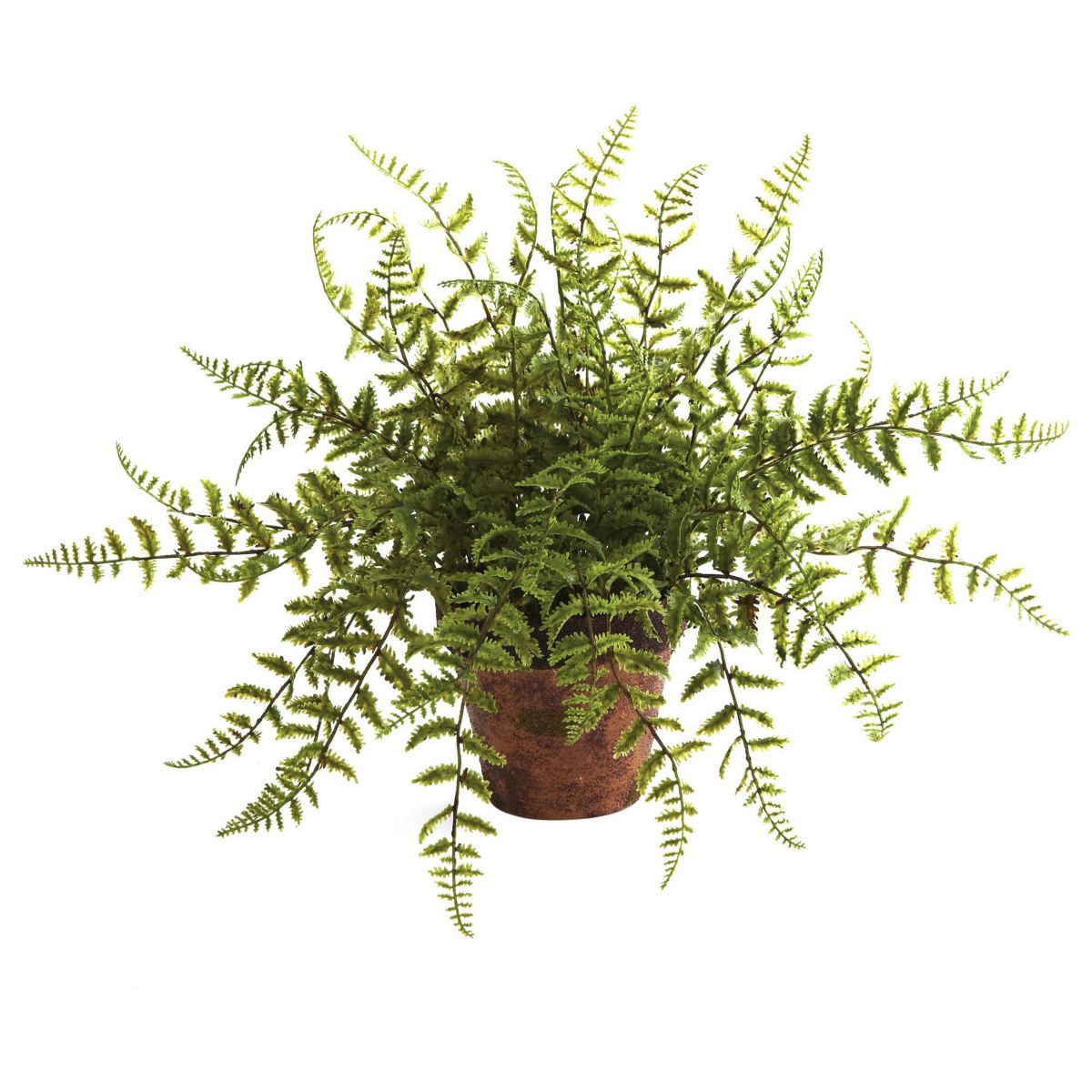 Set of 2 Ferns With Decorative Planter