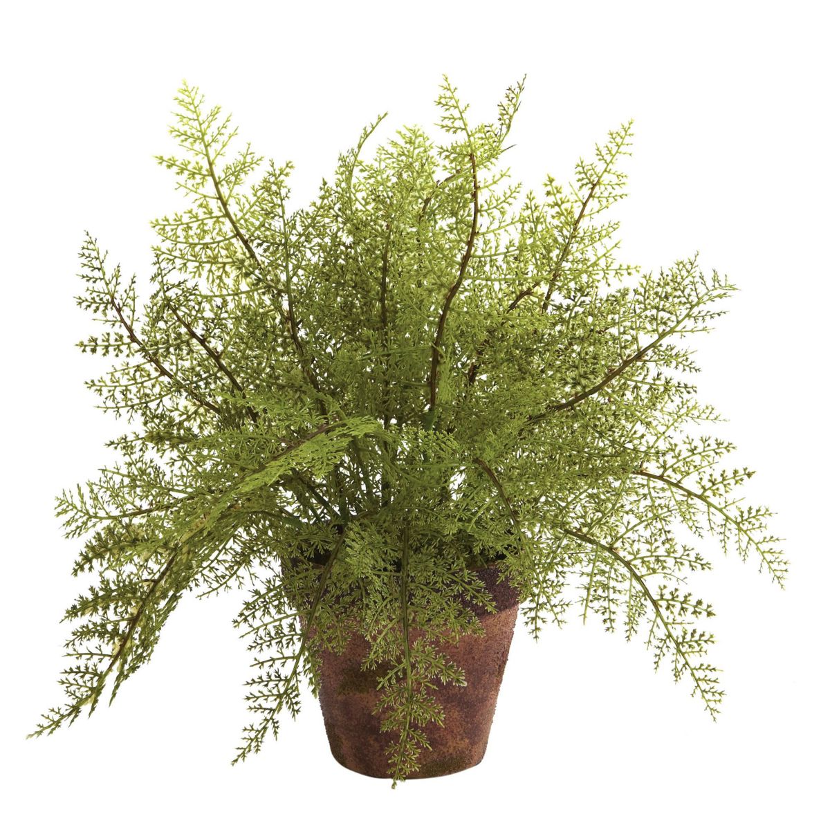 Set of 2 Ferns With Decorative Planter