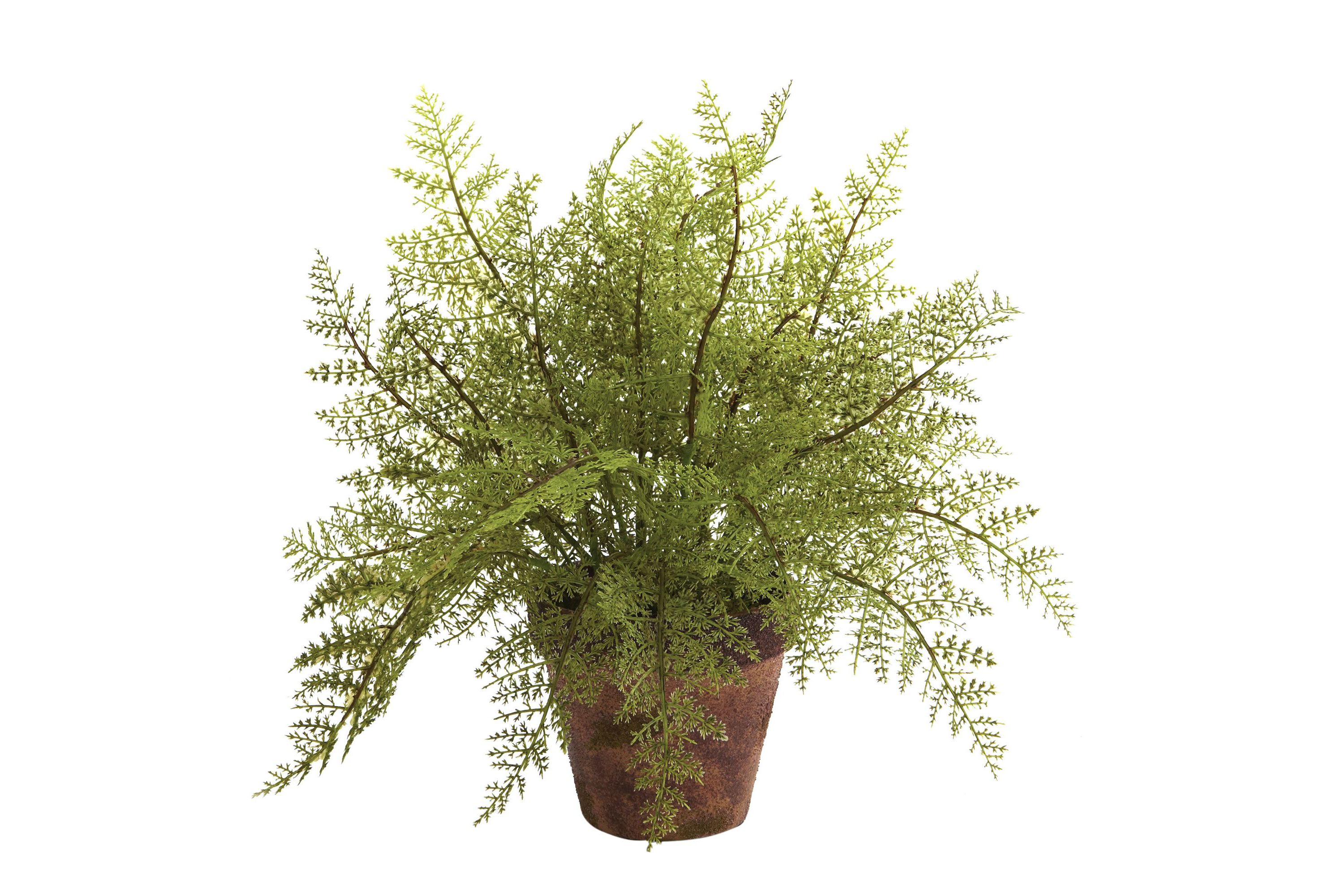 Set of 2 Ferns With Decorative Planter