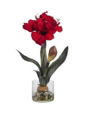 Amaryllis with Round Vase