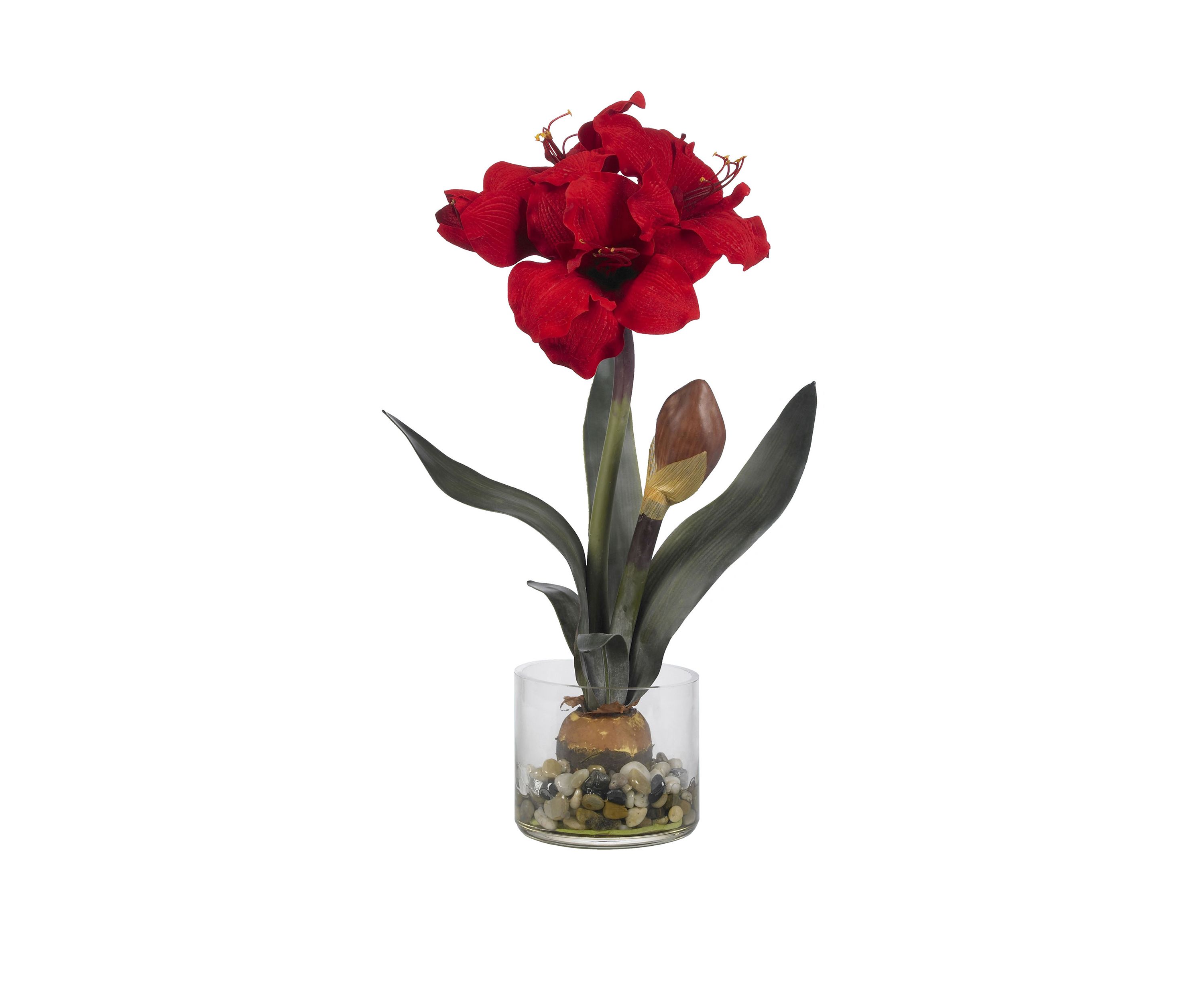 Amaryllis with Round Vase