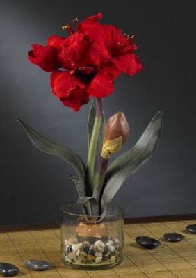 Amaryllis with Round Vase