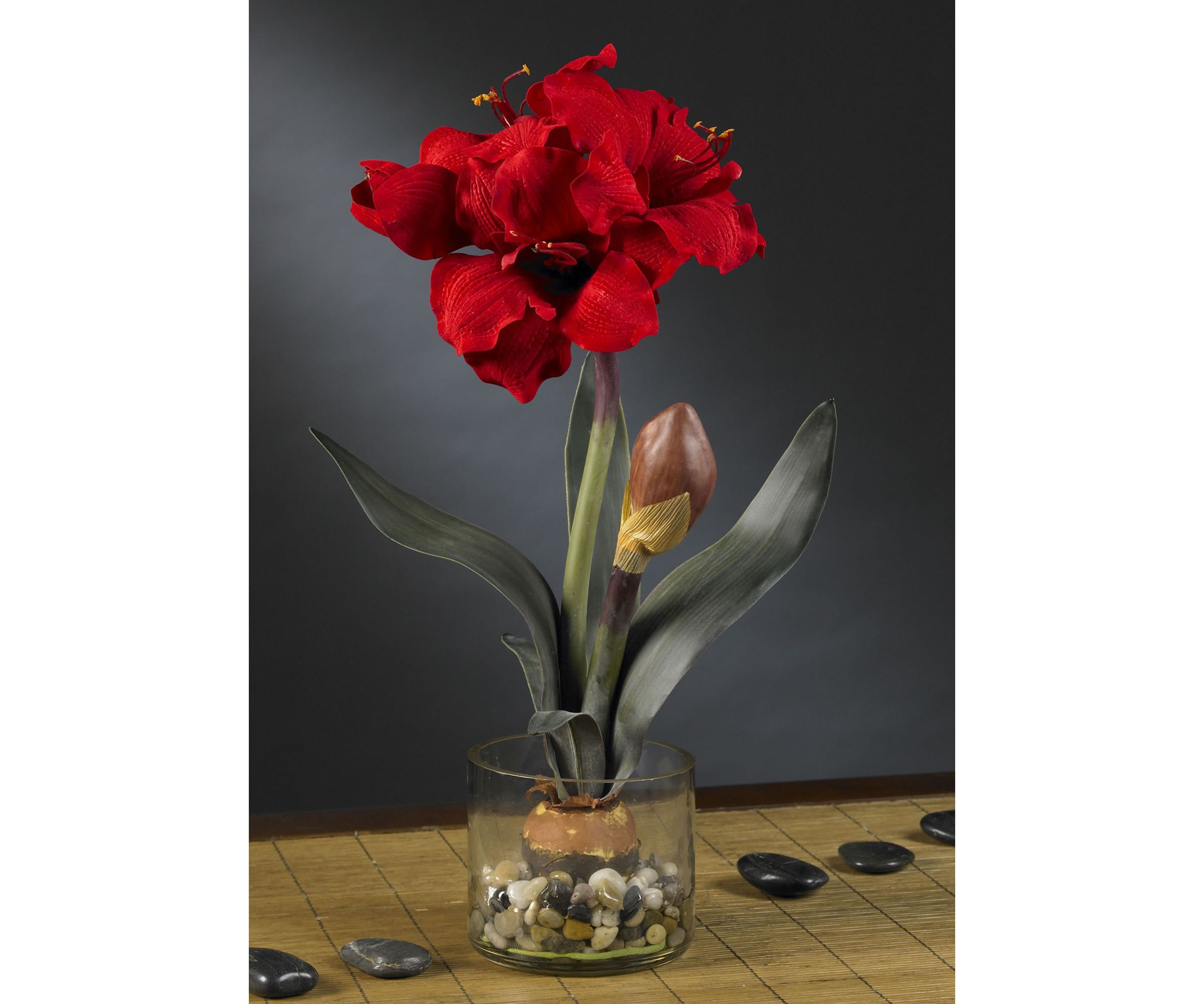Amaryllis with Round Vase