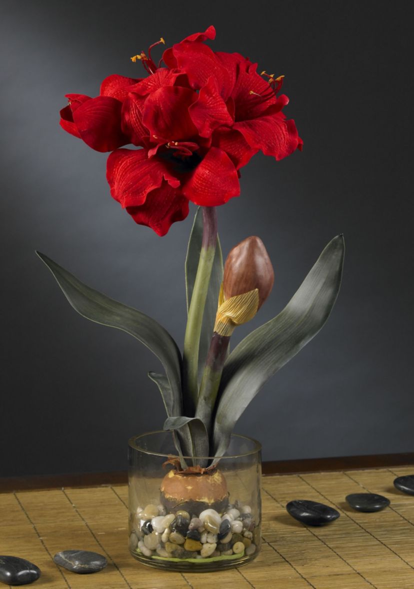 Amaryllis with Round Vase
