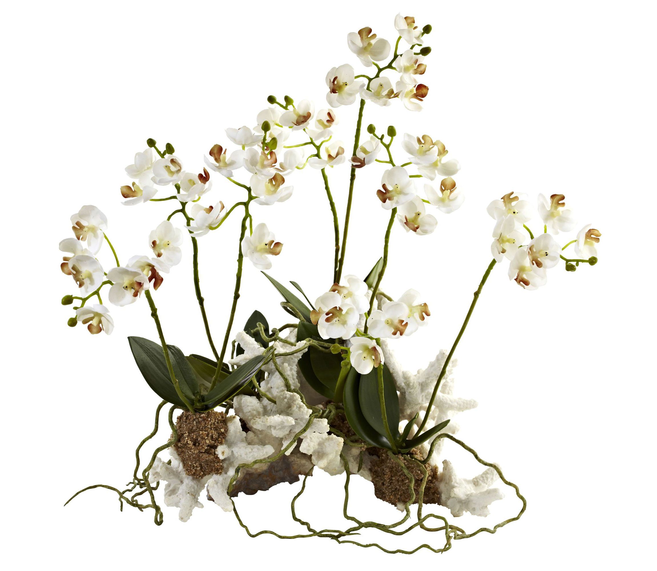 Mini Phalaenopsis Set on Coral