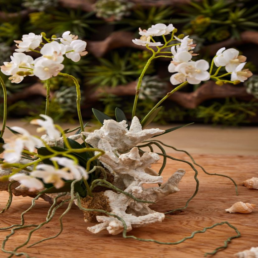 Mini Phalaenopsis Set on Coral