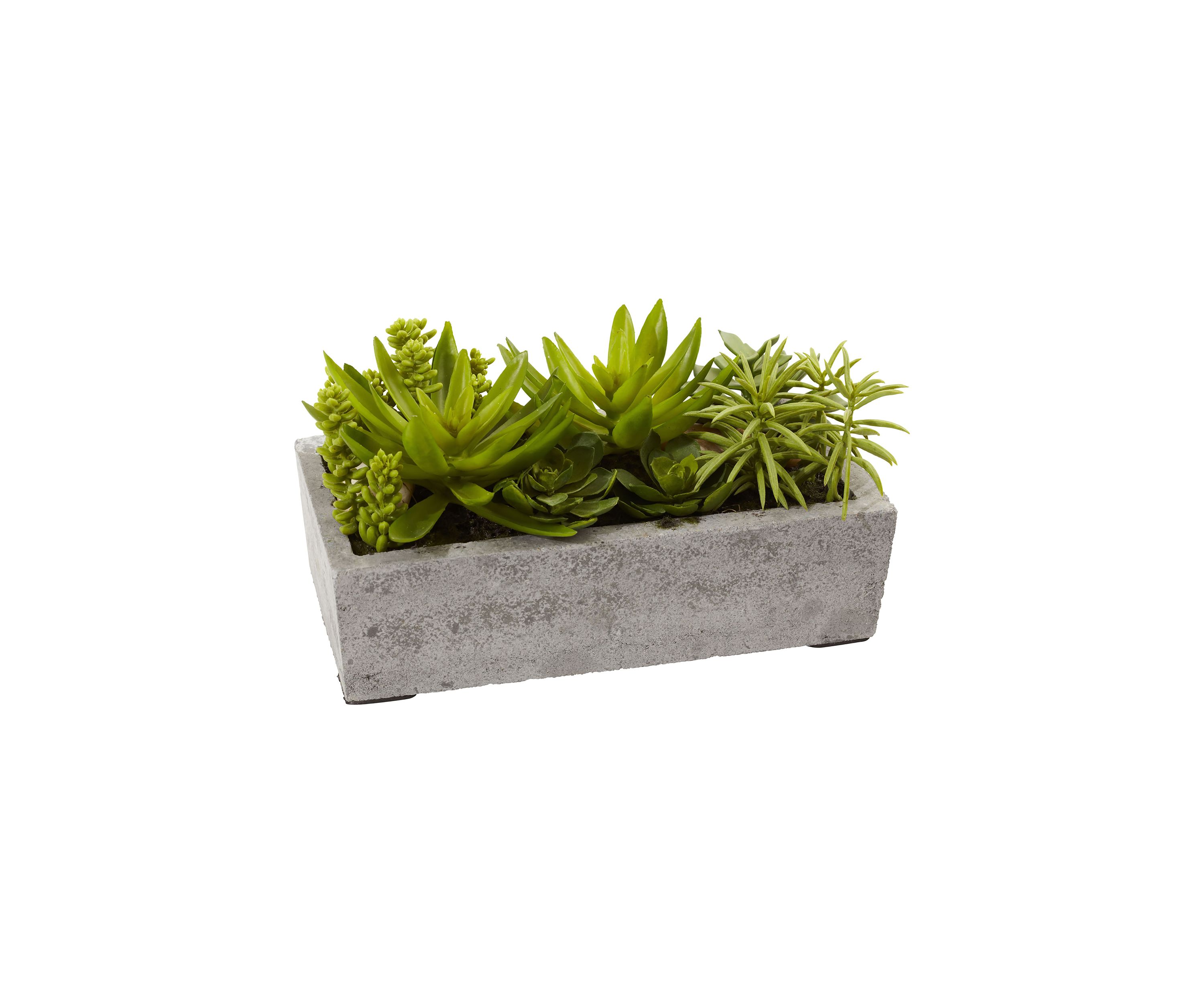 Succulent Garden with Concrete Planter