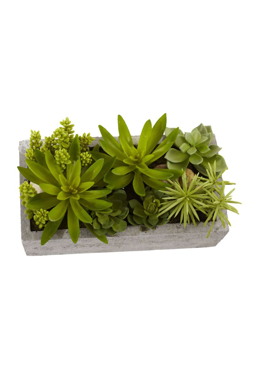 Succulent Garden with Concrete Planter