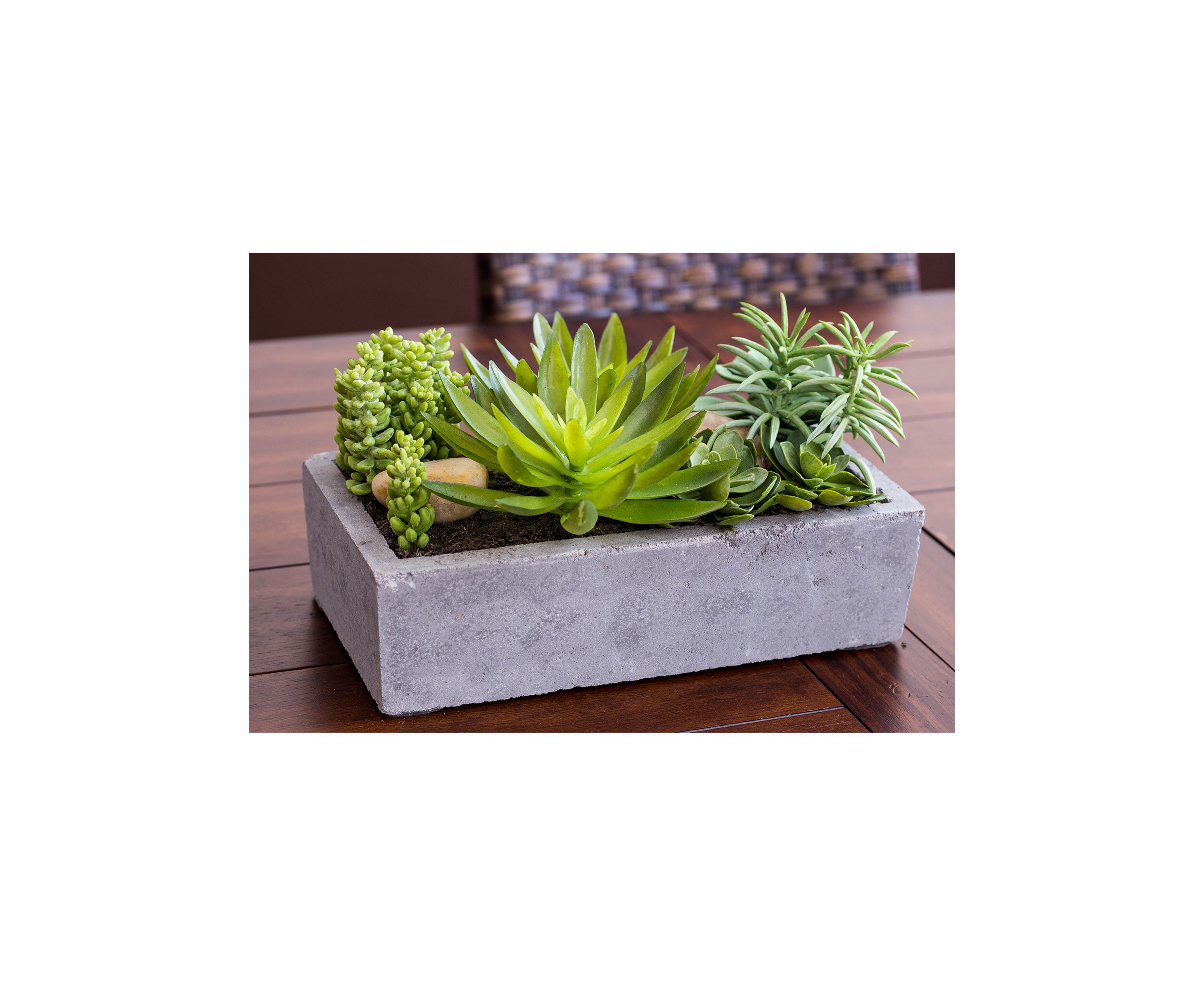 Succulent Garden with Concrete Planter