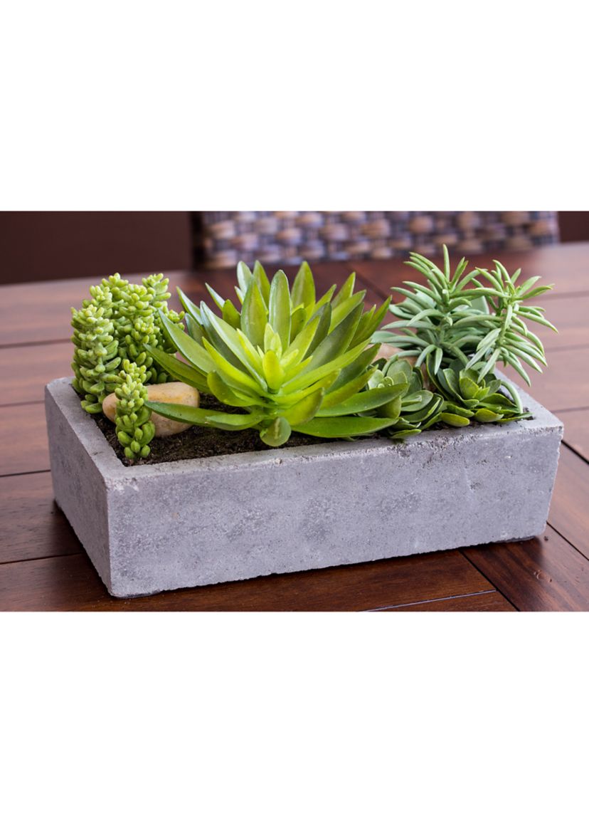 Succulent Garden with Concrete Planter