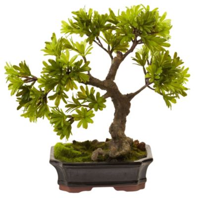 Nearly Natural Podocarpus with Mossed Bonsai Planter, Green