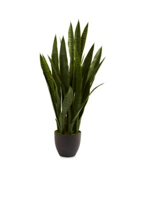 Sansevieria and Black Planter Plant