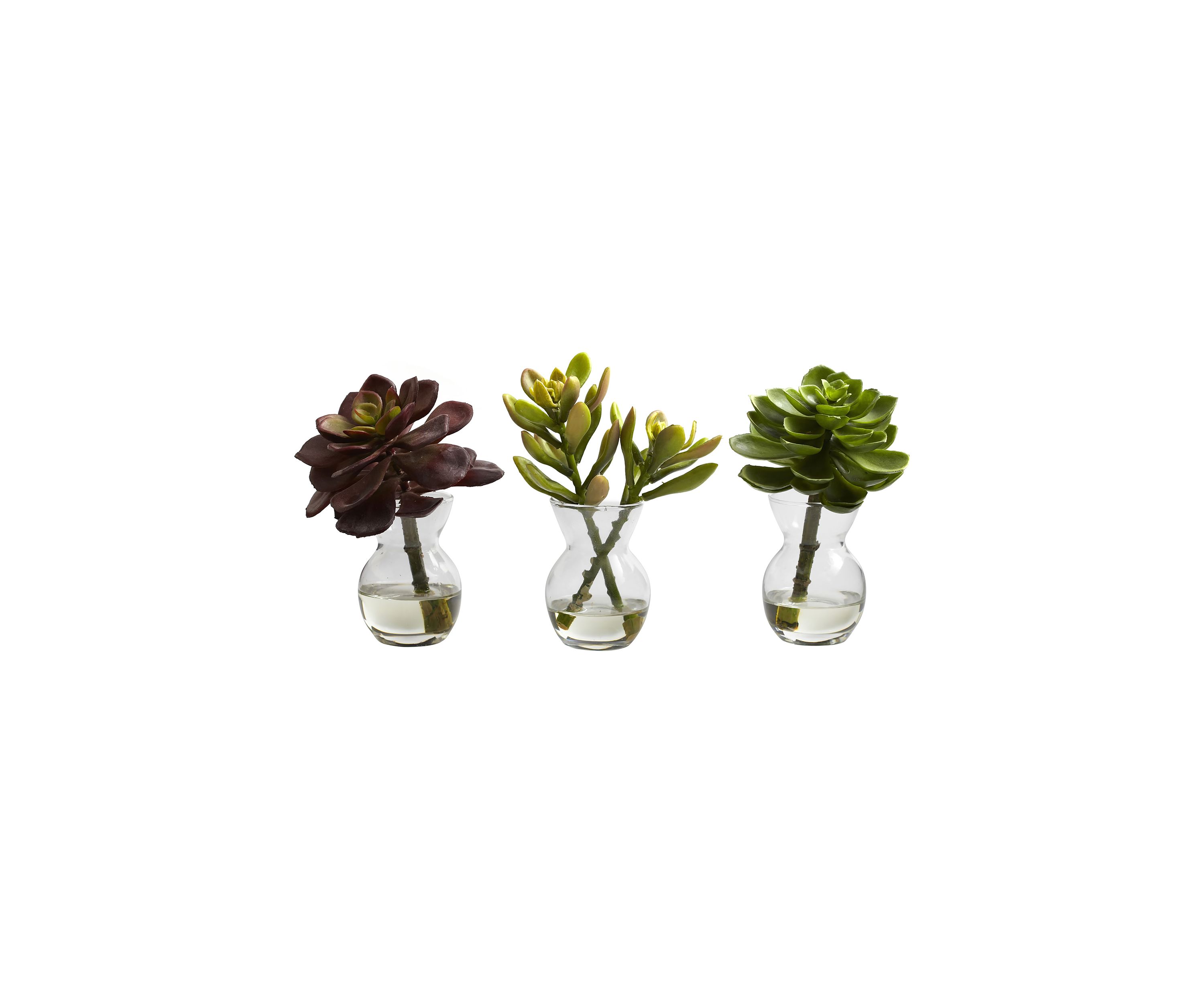 Succulent Arrangements - Set of 3