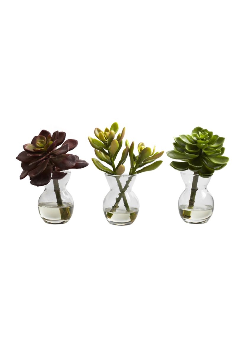 Succulent Arrangements - Set of 3