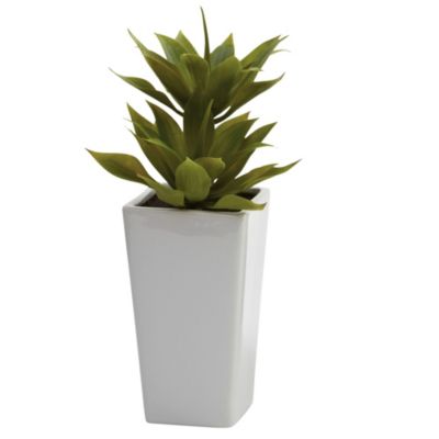 Double Mini Agave with Planter - Set of 2