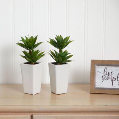 Double Mini Agave with Planter - Set of 2