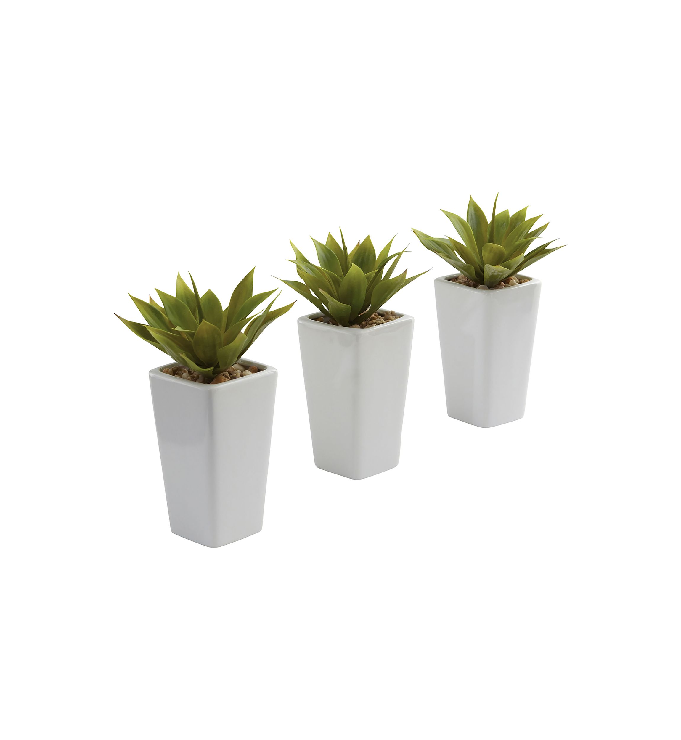 Mini Agave with Planter - Set of 3