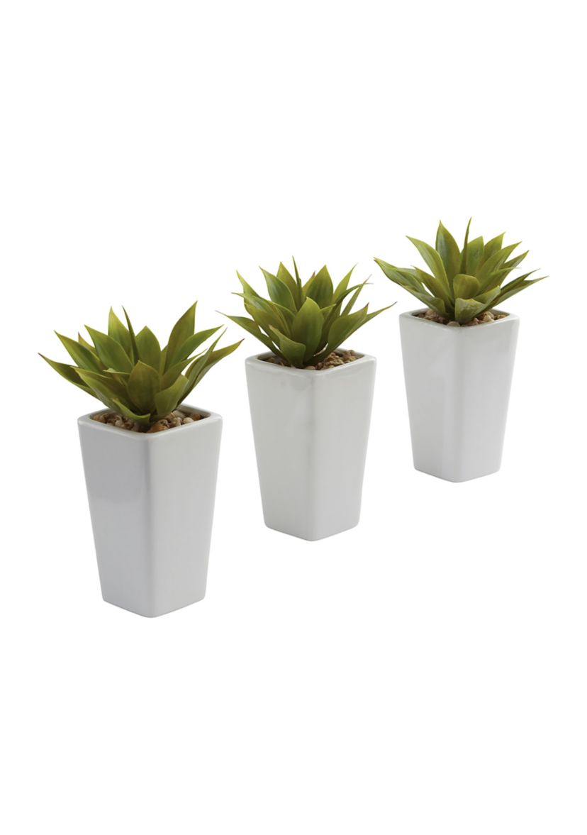 Mini Agave with Planter - Set of 3