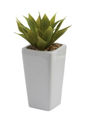 Mini Agave with Planter - Set of 3