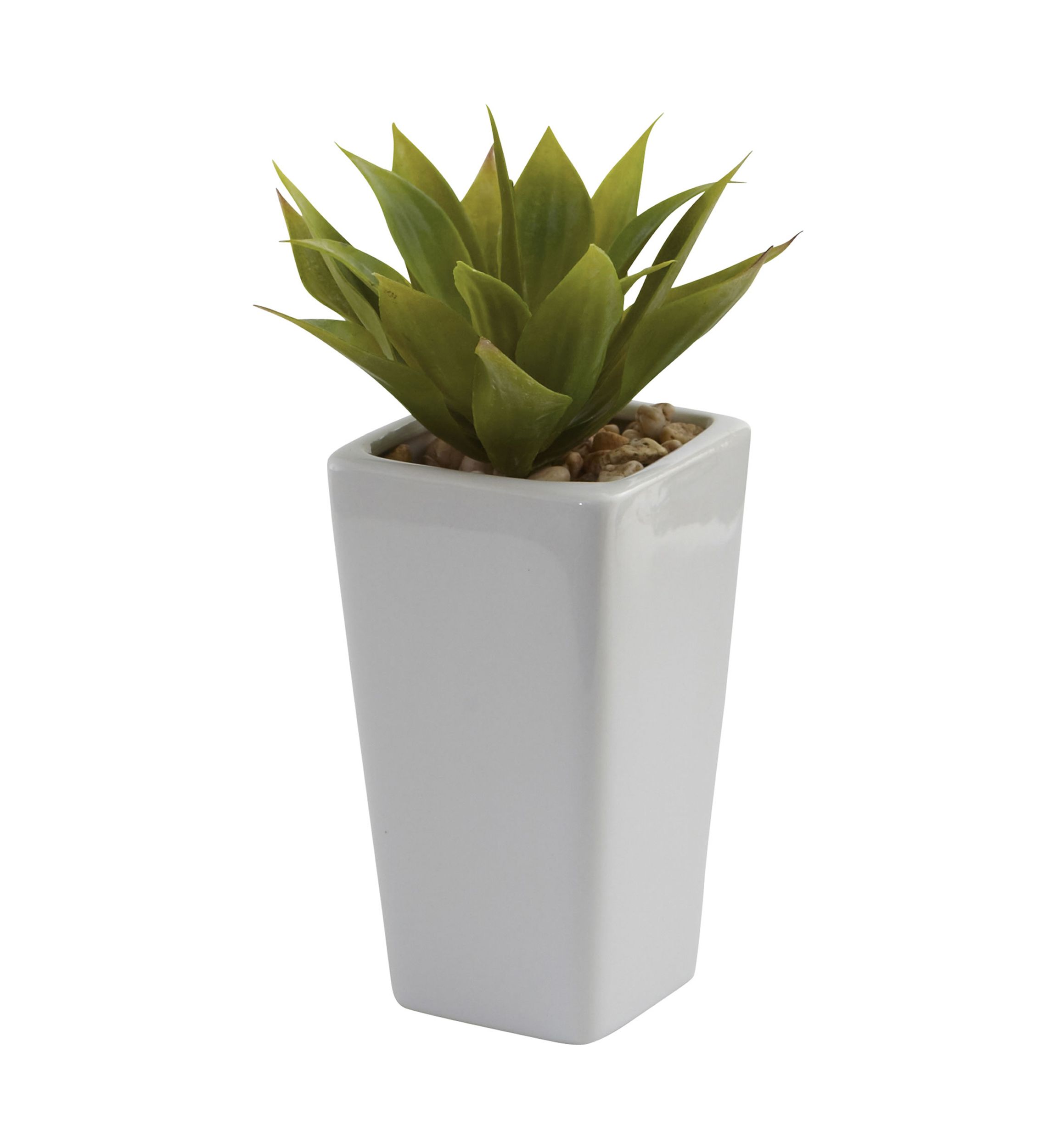 Mini Agave with Planter - Set of 3