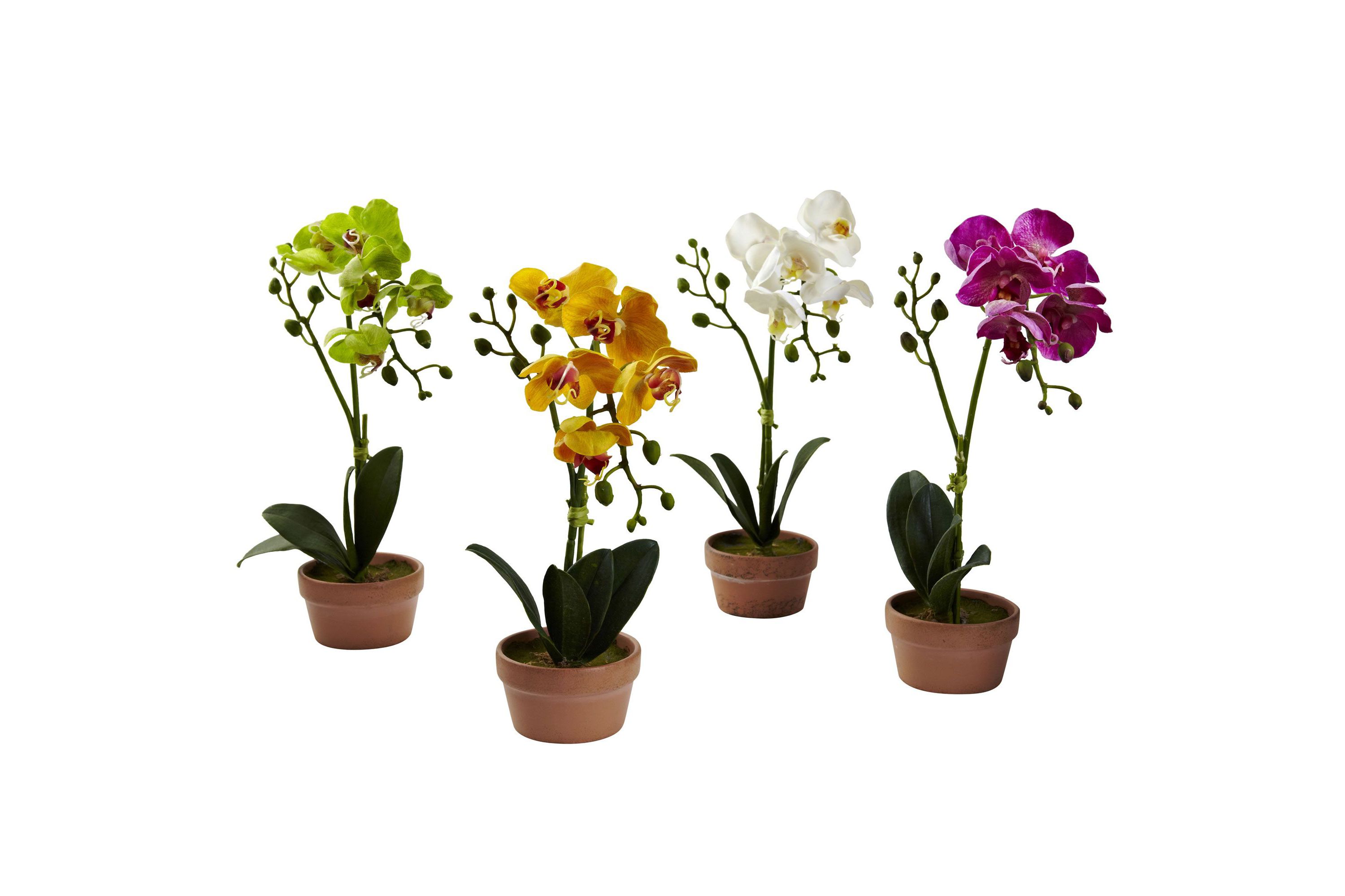 Phalaenopsis Orchid with Clay Vase (Set of 4)