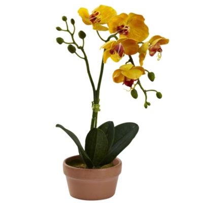 Phalaenopsis Orchid with Clay Vase (Set of 4)