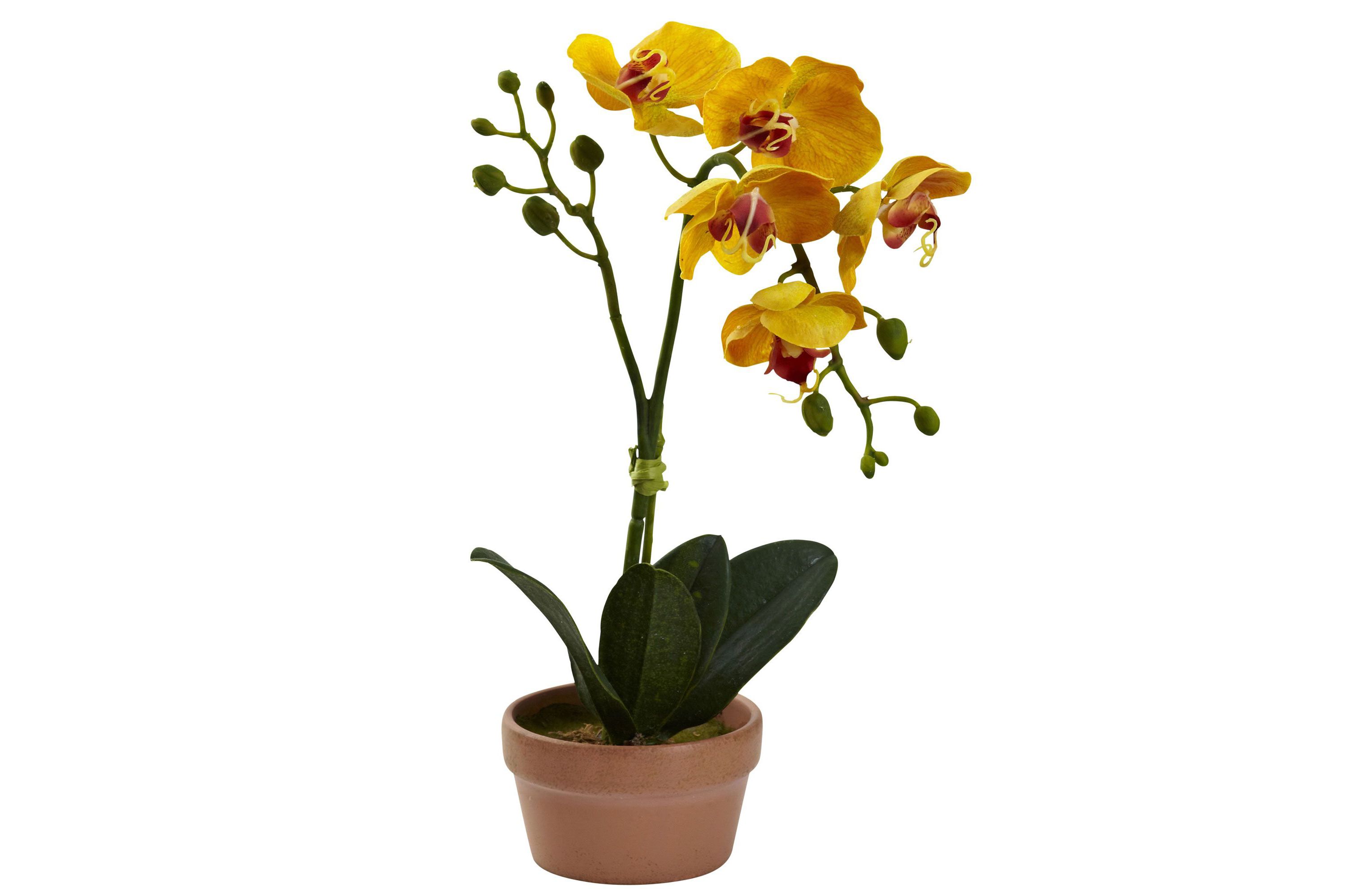 Phalaenopsis Orchid with Clay Vase (Set of 4)