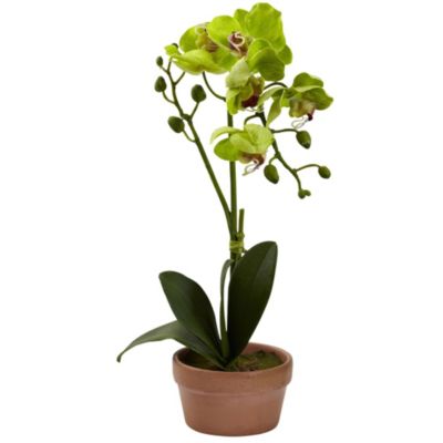 Phalaenopsis Orchid with Clay Vase (Set of 4)