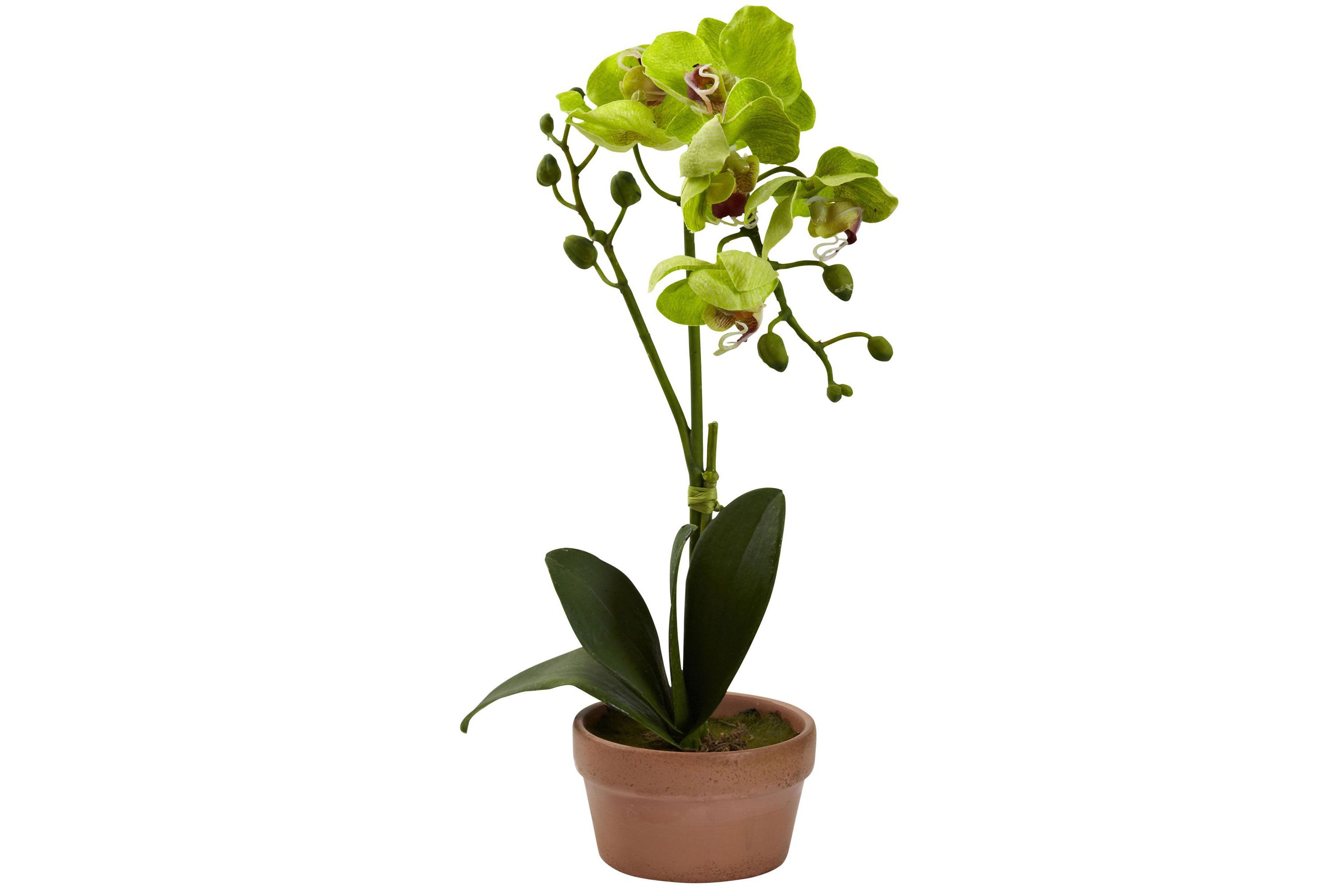 Phalaenopsis Orchid with Clay Vase (Set of 4)