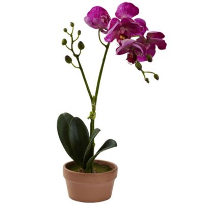 Phalaenopsis Orchid with Clay Vase (Set of 4)