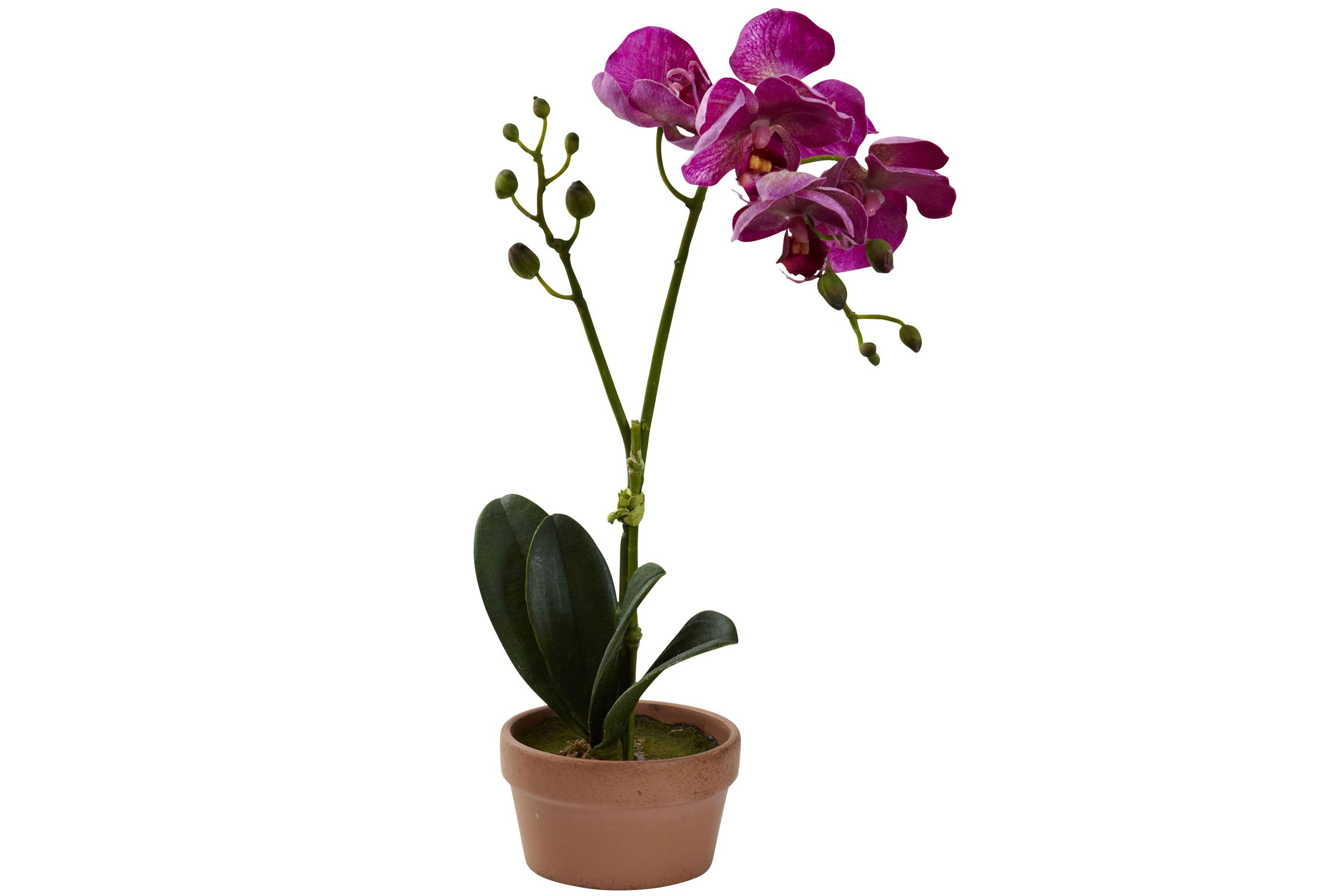 Phalaenopsis Orchid with Clay Vase (Set of 4)