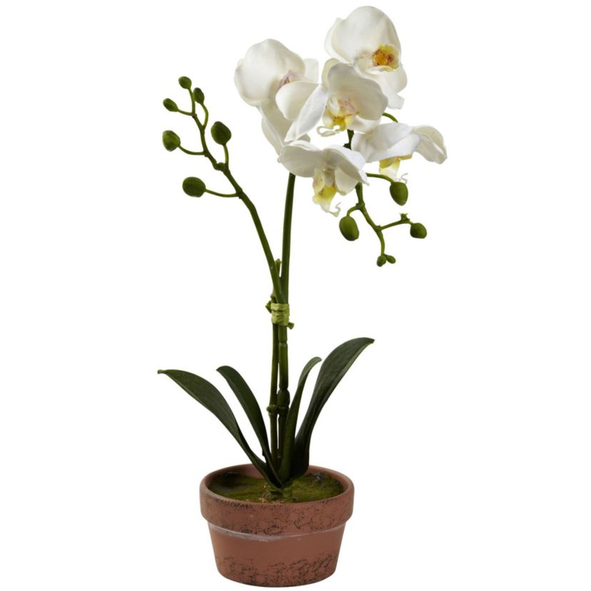 Phalaenopsis Orchid with Clay Vase (Set of 4)