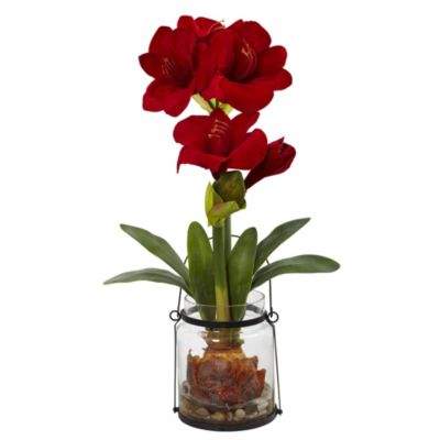 24-Inch Amaryllis with Vase