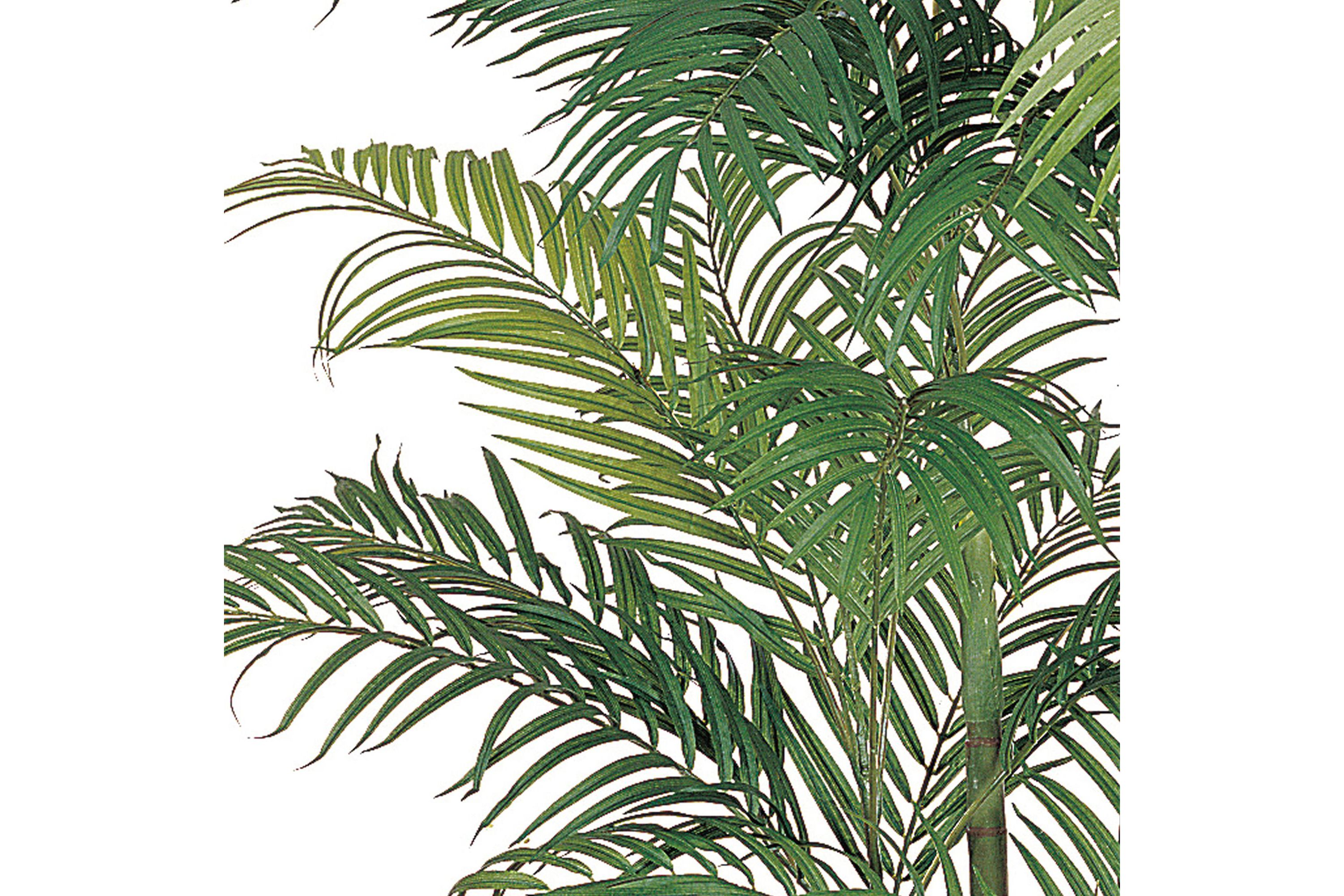 6-Foot Areca Silk Palm Tree