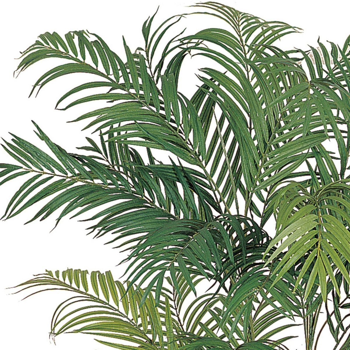 6-Foot Areca Silk Palm Tree