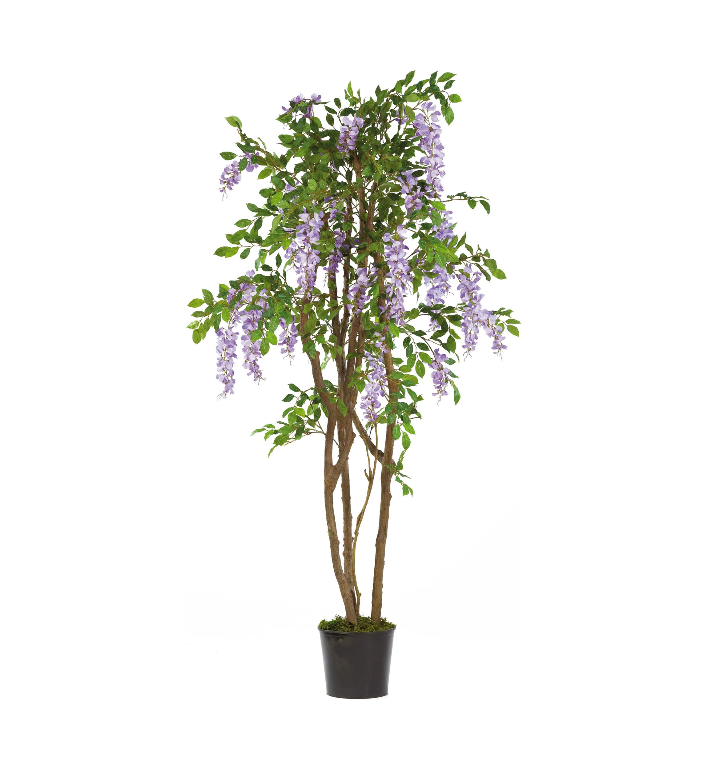 Wisteria Silk Tree