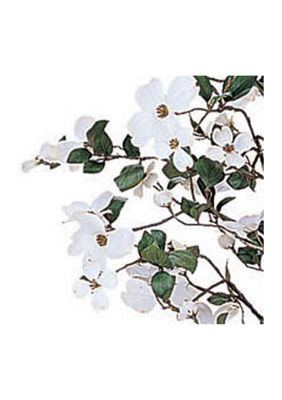 5-Foot Dogwood Silk Tree