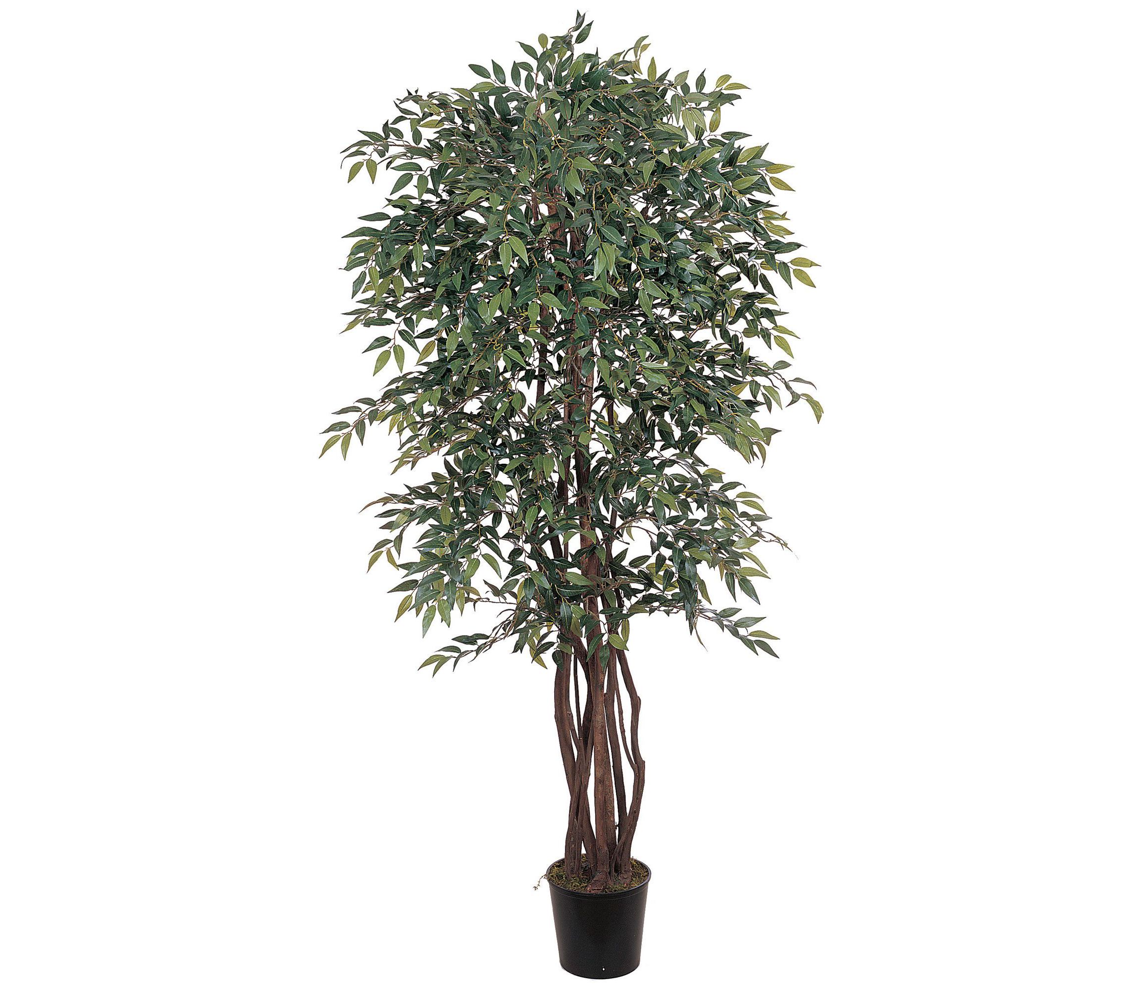 6 Smilax Silk Tree