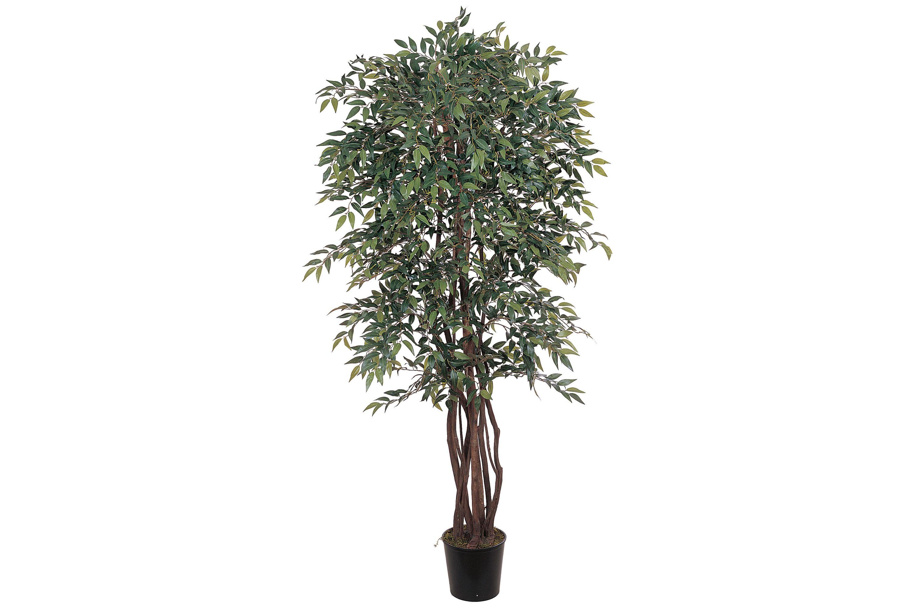 6 Smilax Silk Tree