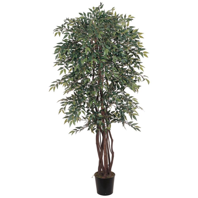 6 Smilax Silk Tree