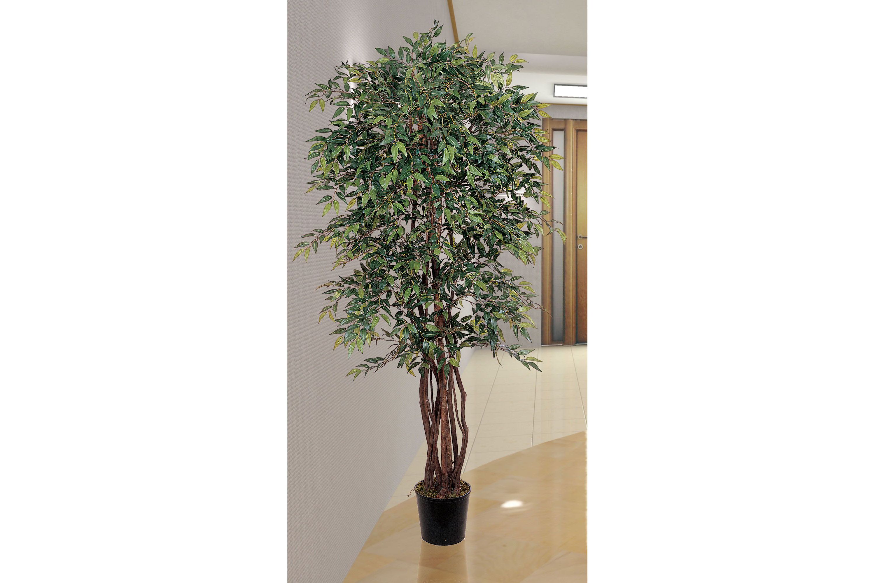 6 Smilax Silk Tree