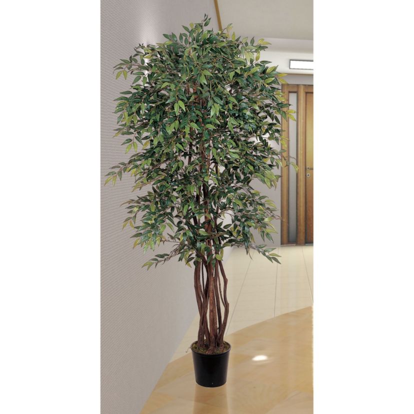 6 Smilax Silk Tree