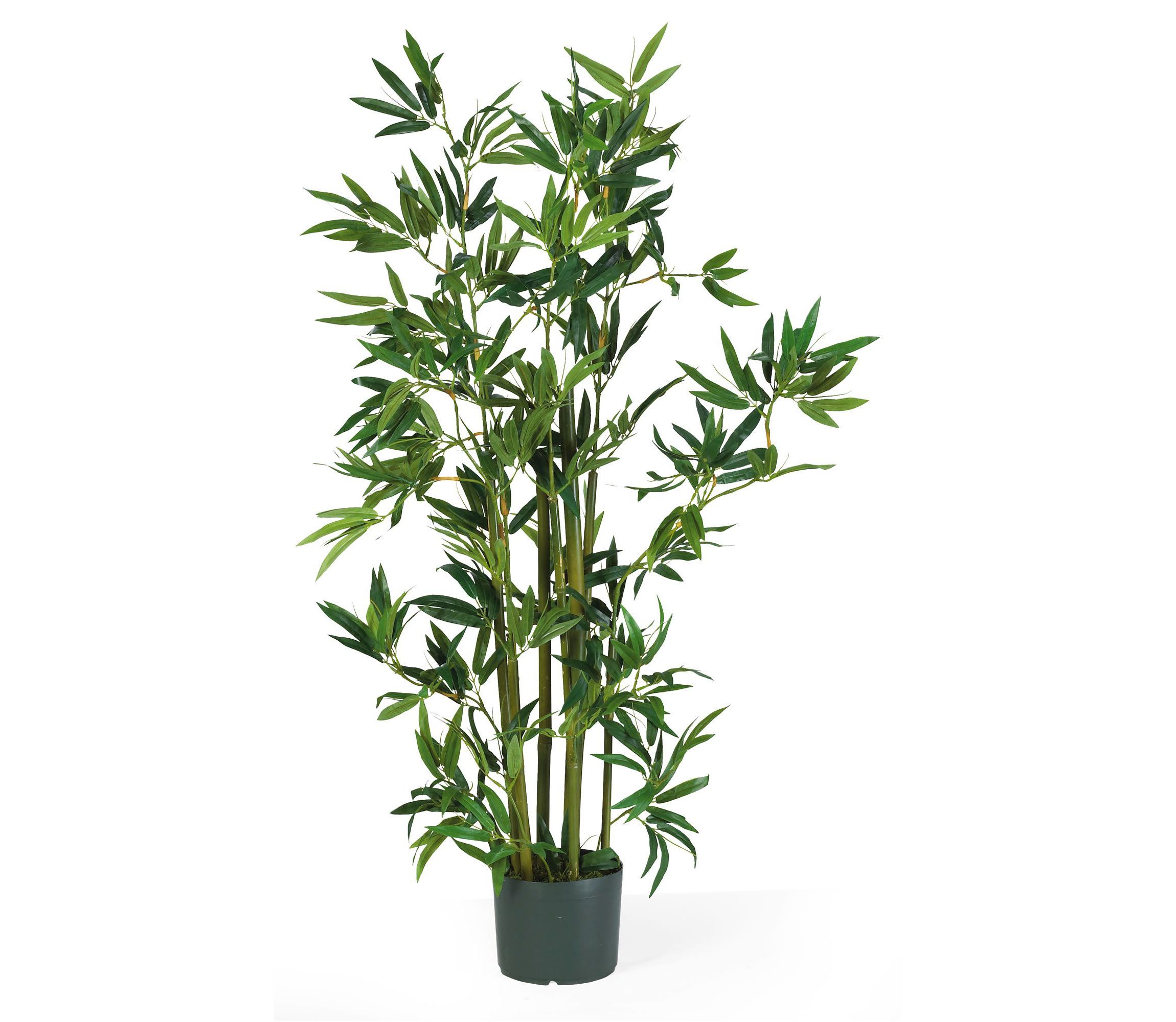 4 Bamboo Silk Plant