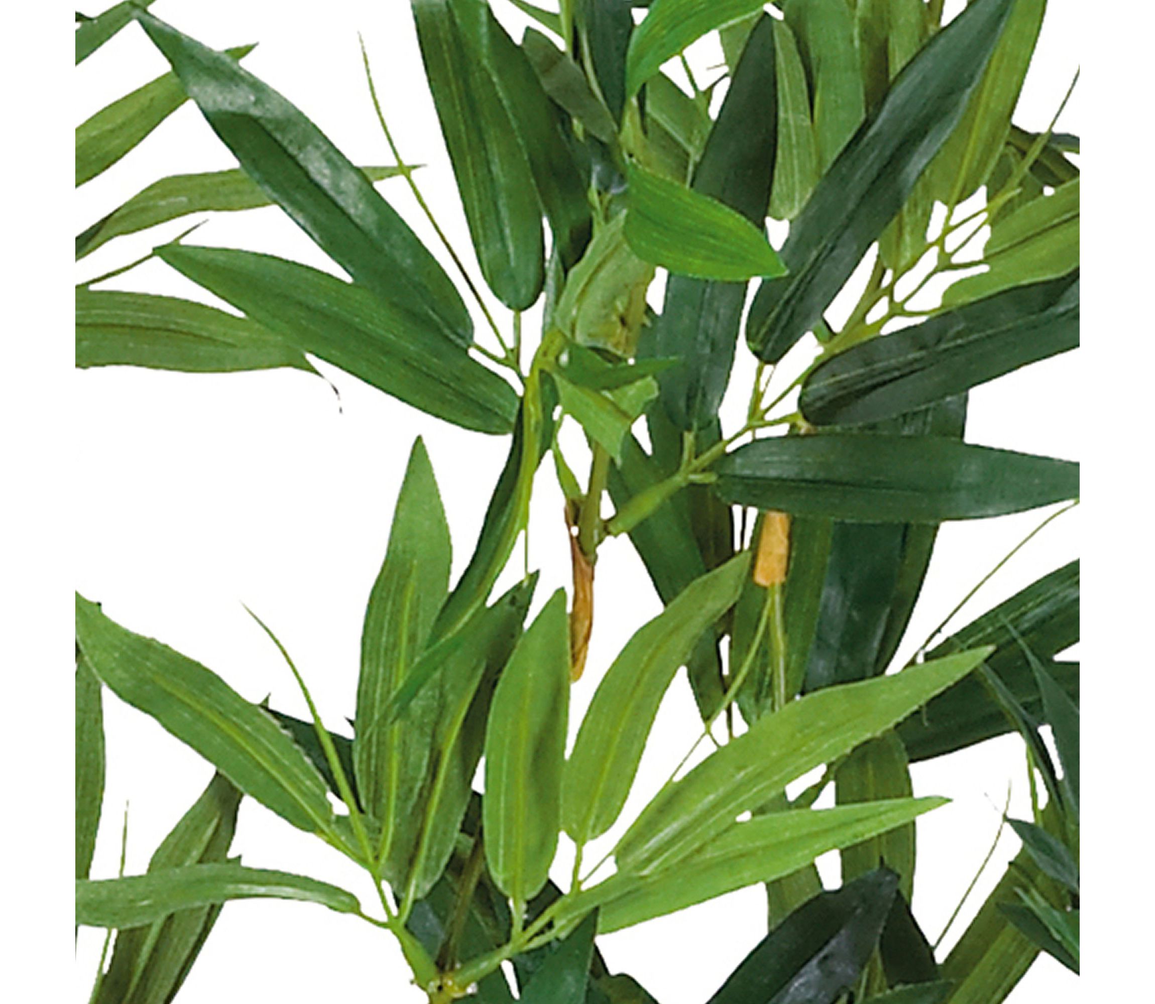 4 Bamboo Silk Plant