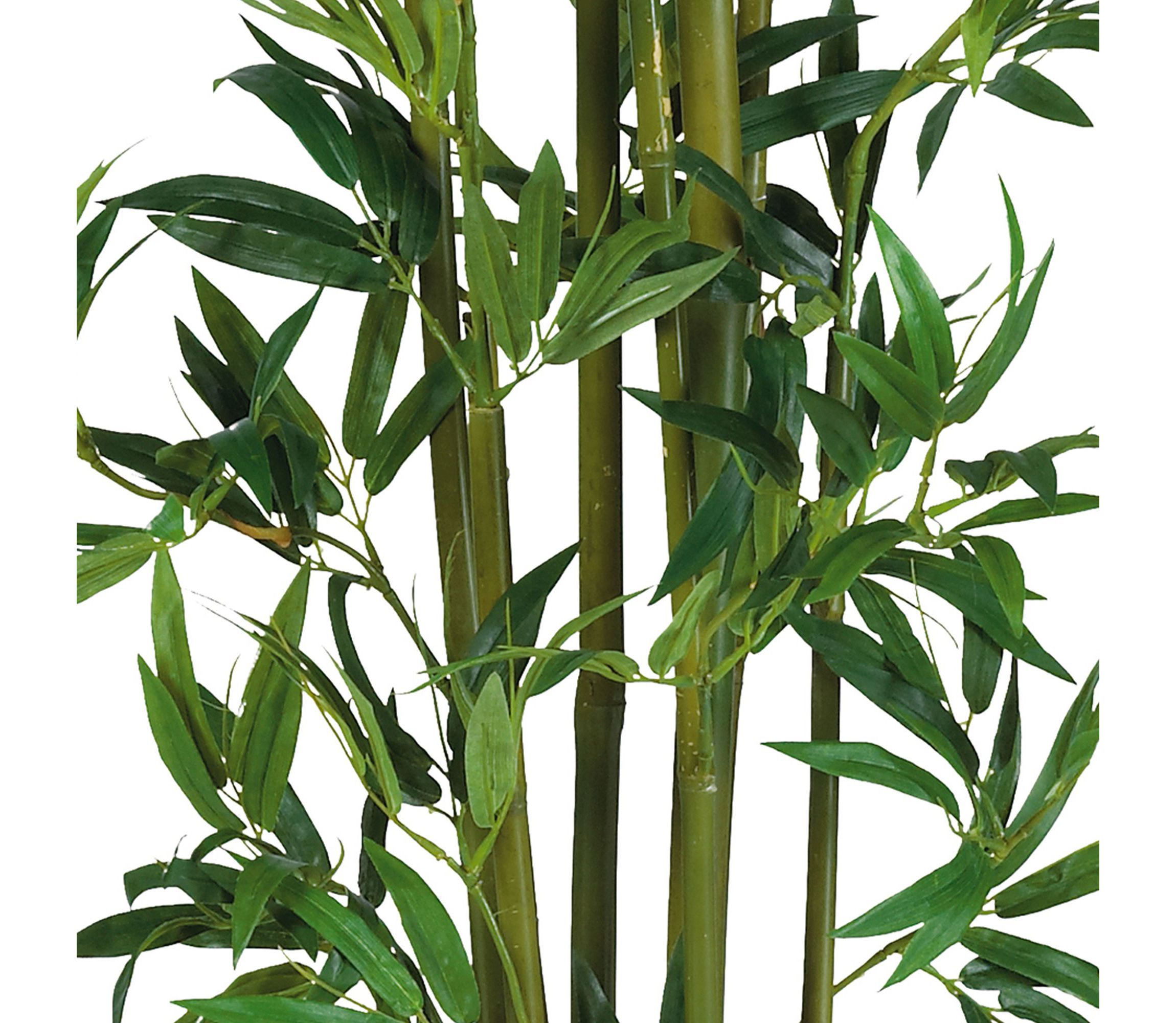 4 Bamboo Silk Plant