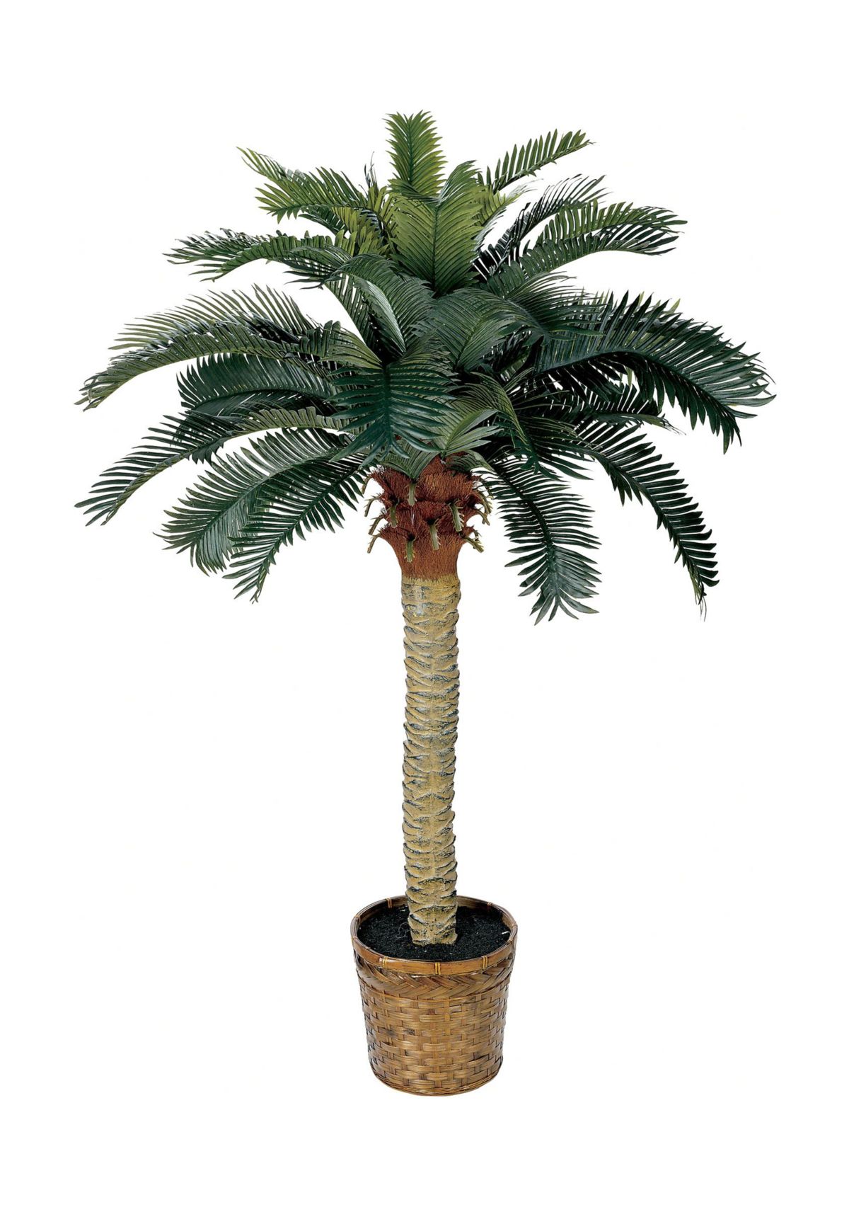 4-Foot Sago Silk Palm Tree
