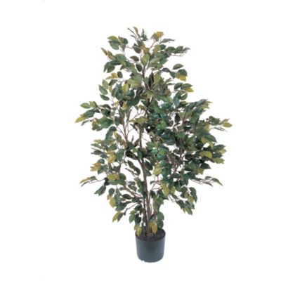 4' Ficus Silk Tree