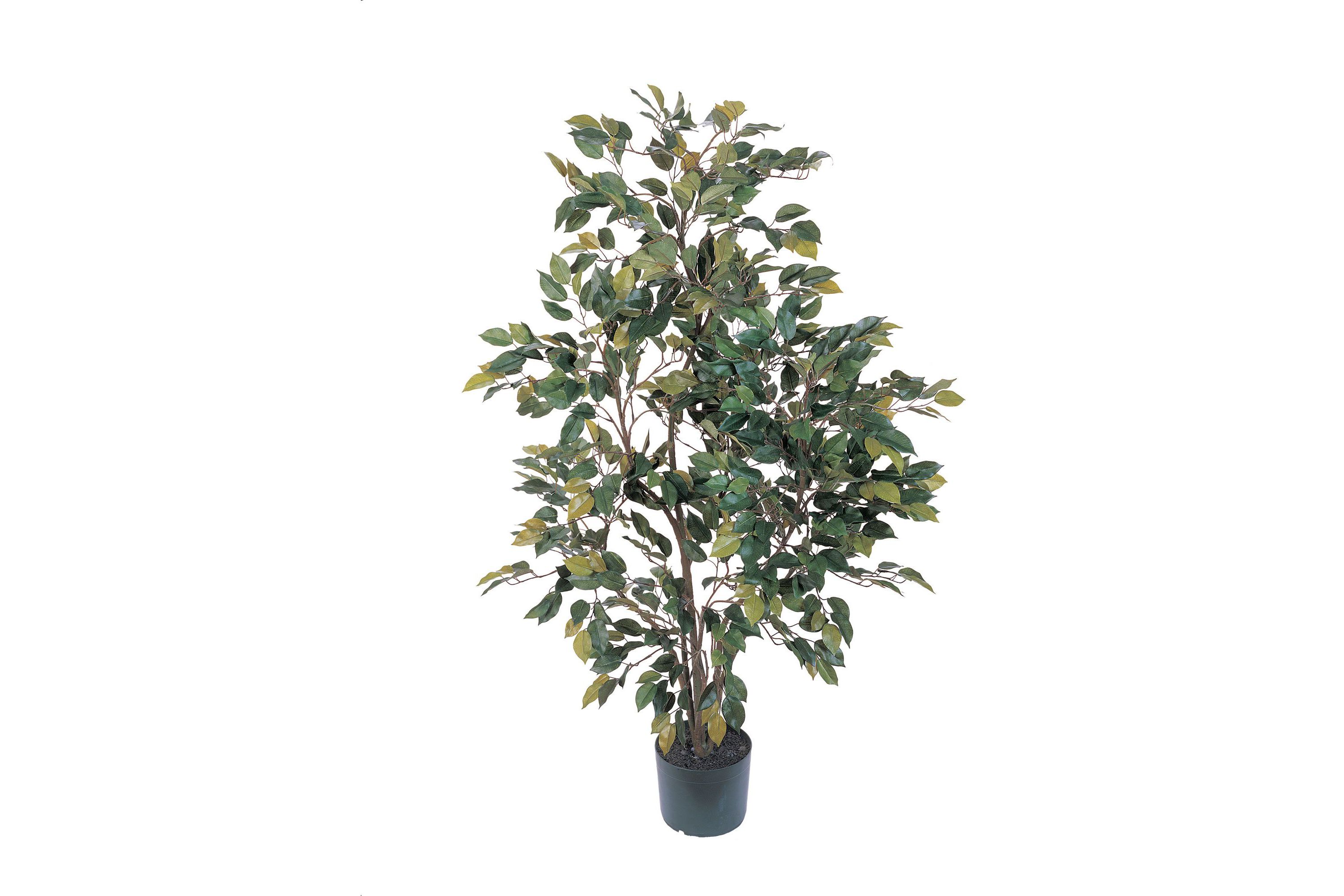 4 Ficus Silk Tree