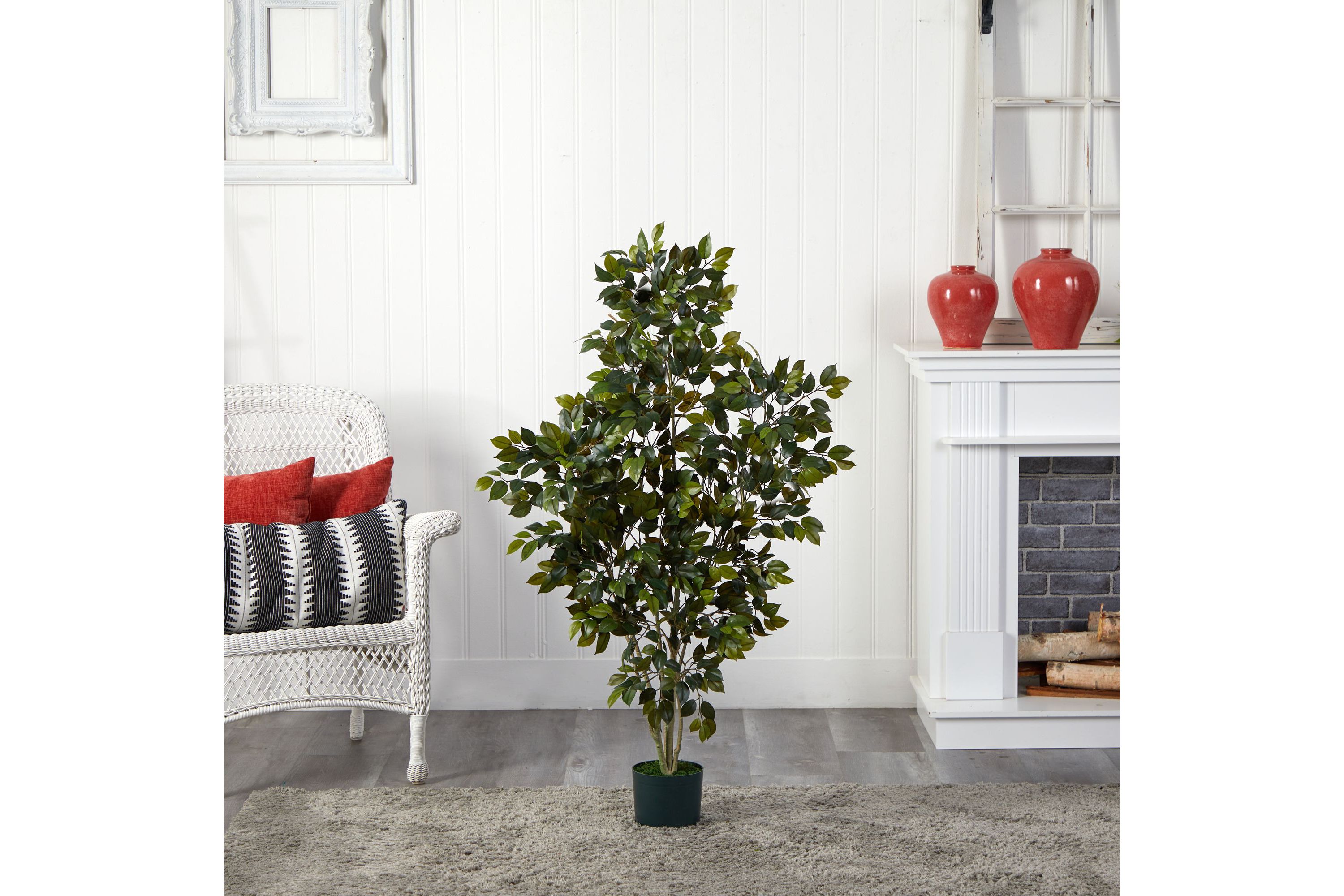 4 Ficus Silk Tree