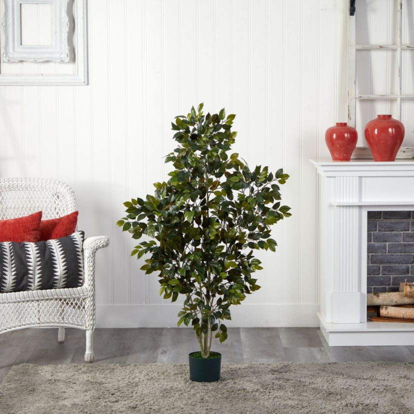 4 Ficus Silk Tree